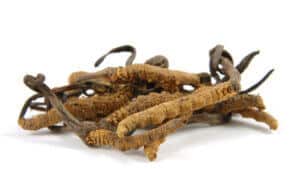 Cordyceps Review