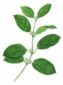Gymnema Sylvestre Leaf Logo Gymnema Sylvestre Leaf Logo