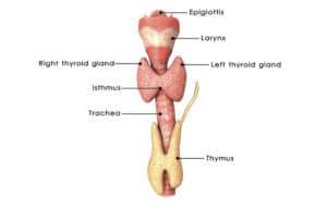 Hyperthyroidism Review