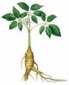 Korean Ginseng Logo Korean Ginseng Logo