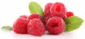 Raspberry Ketones Logo Raspberry Ketones Logo