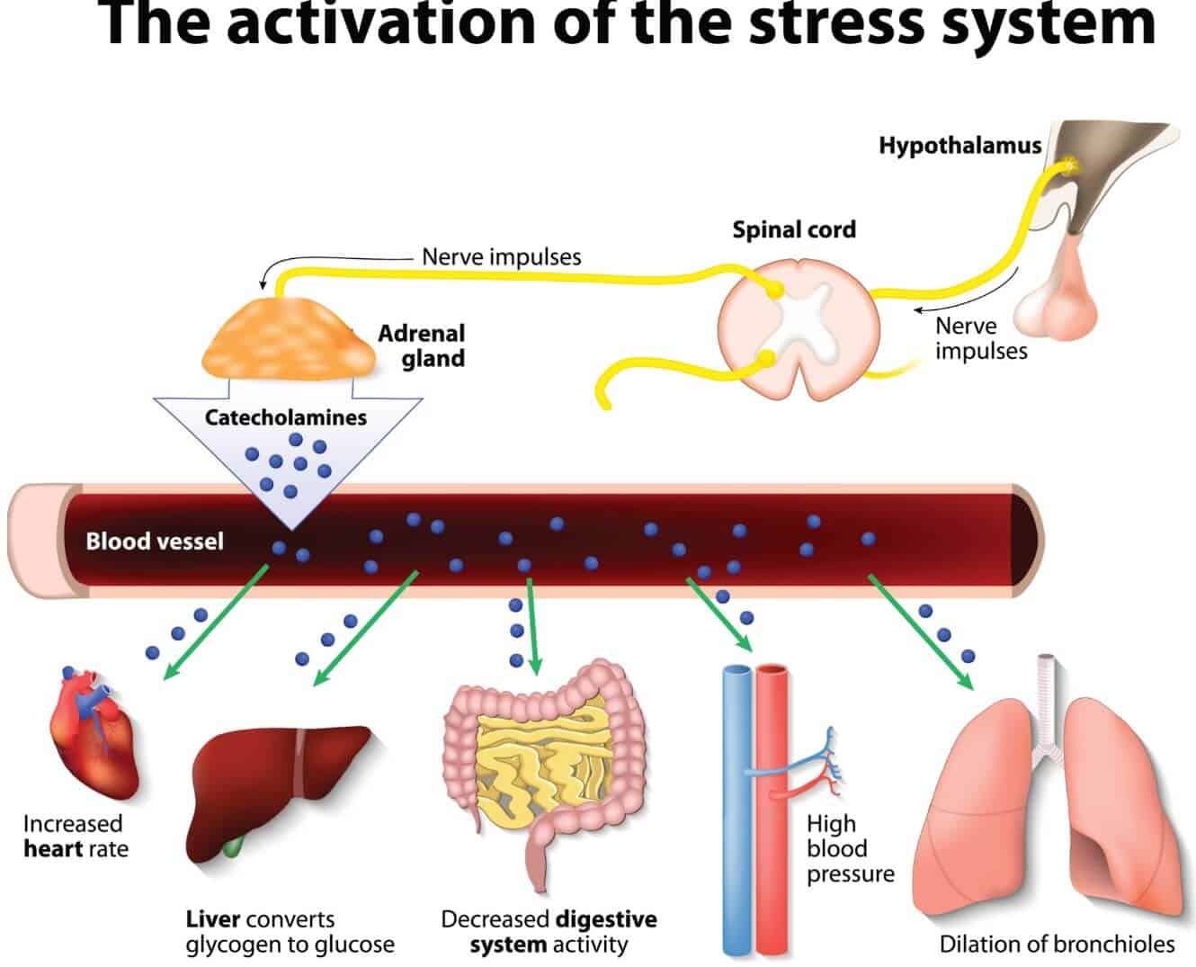 what hormones are secreted by the adrenal gland