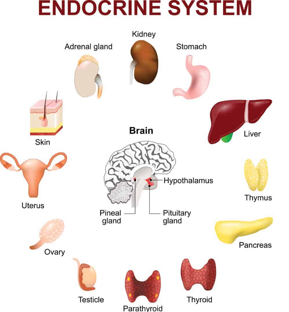 Thyroid and Weight Loss – Can Thyroid Problems Promote Weight Loss