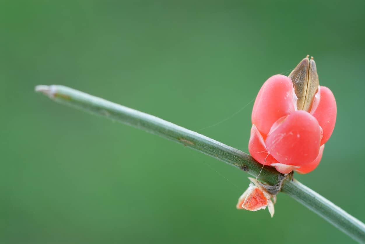ephedra-update-jul-2018-12-things-you-need-to-know