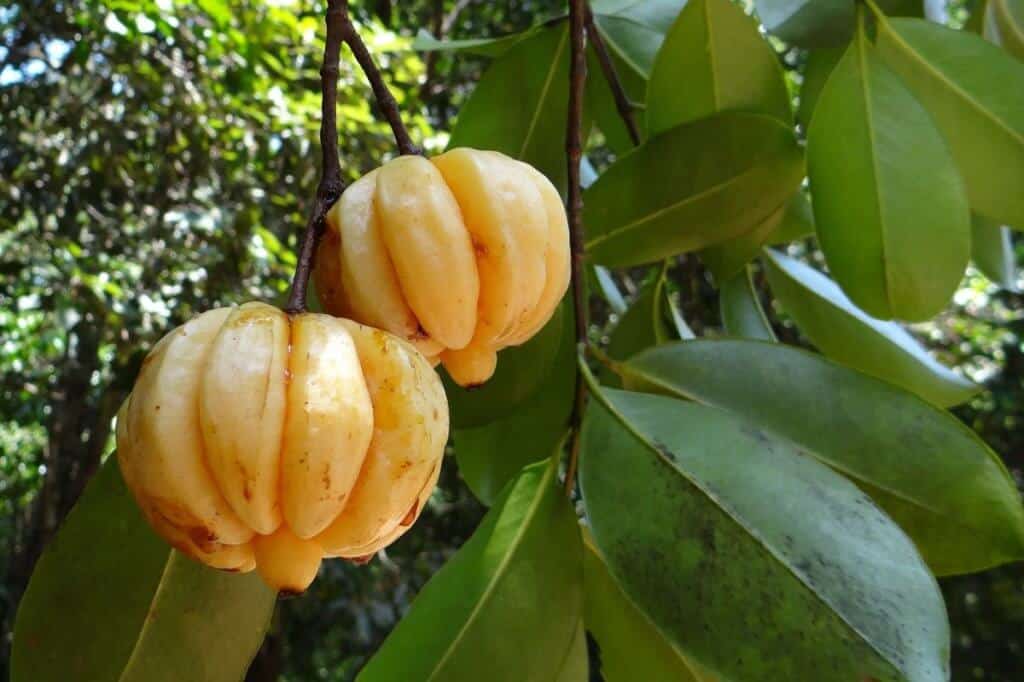 Forever Garcinia Plus