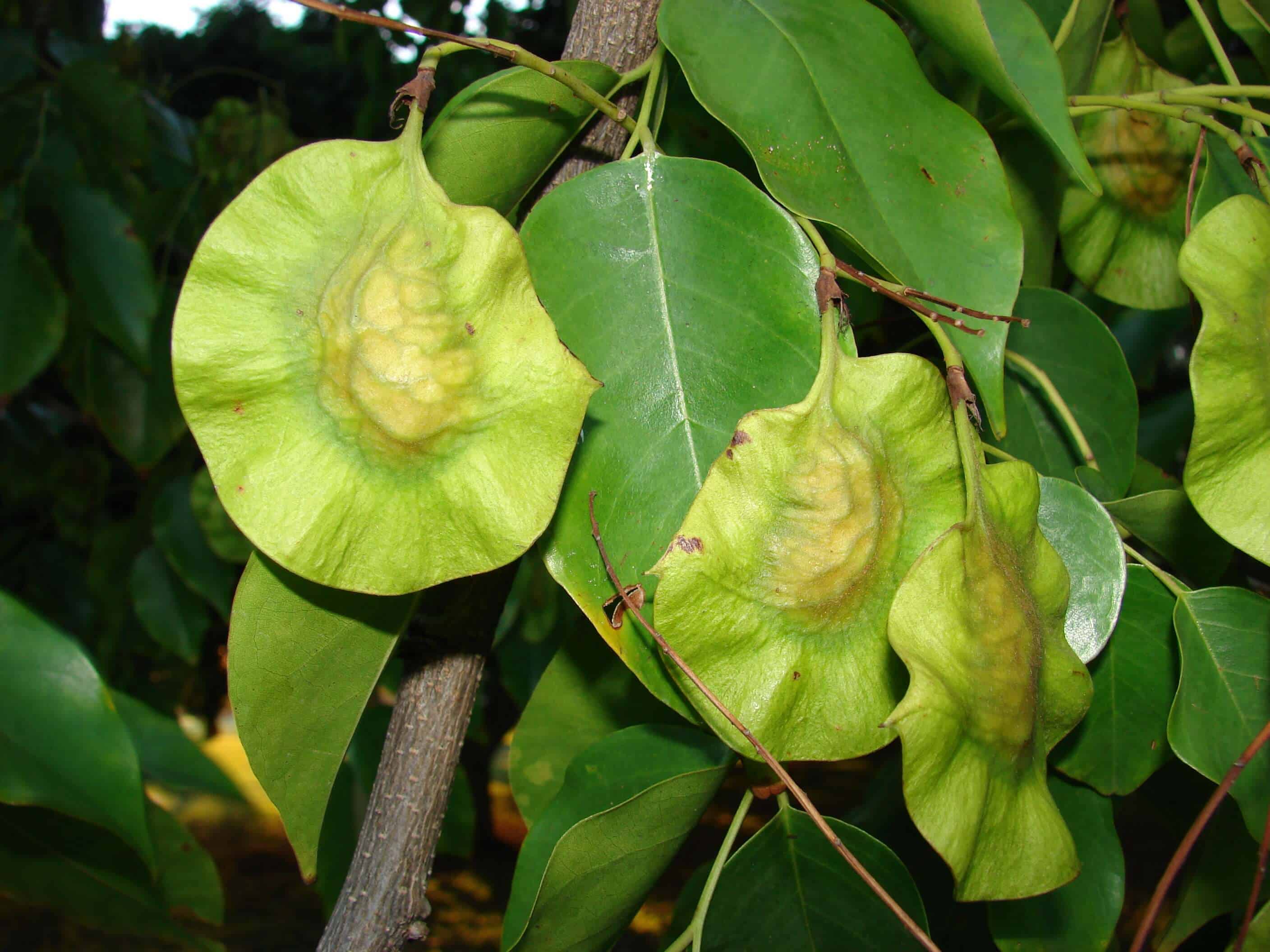 Banaba Leaf Benefits, Side Effects and Warnings (UPDATE