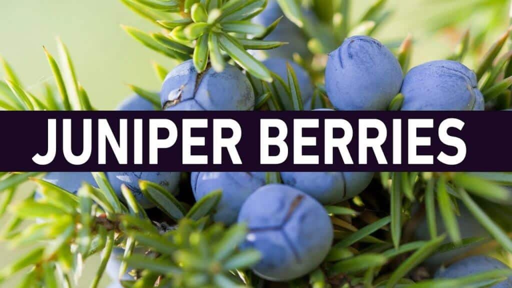 Juniper Berry Benefits, Uses, Dosage and Side Effects (UPDATE Jun 2018) 10 Things You Need