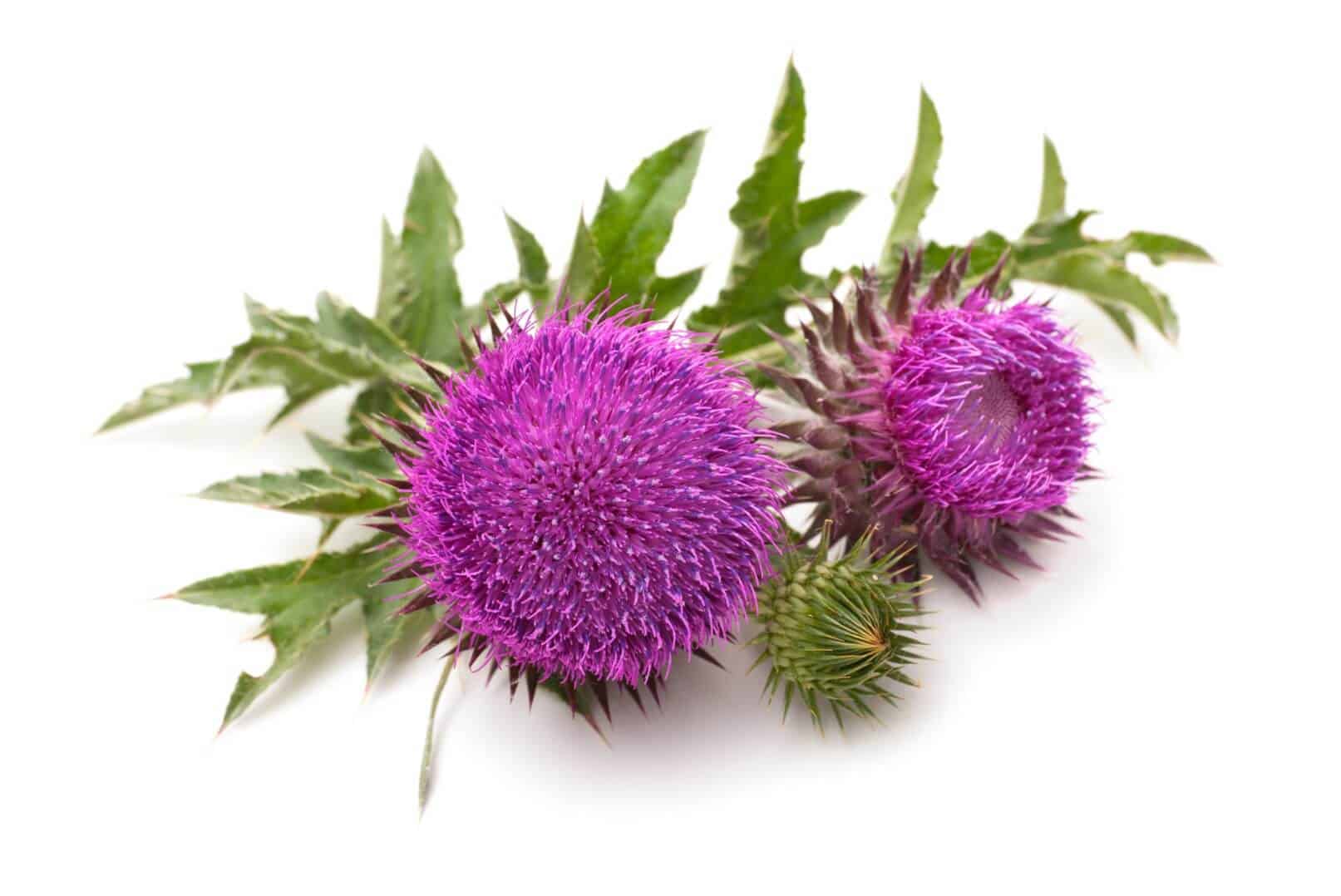 Milk Thistle - Benefits of Silybum (UPDATE: Jun 2018) | 6 ...