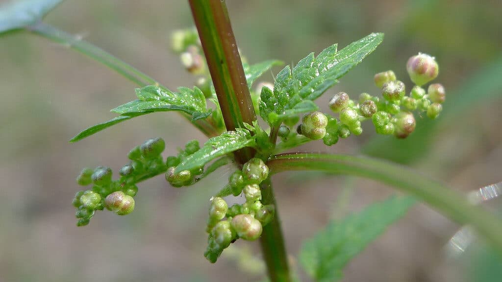 skinnyfit - nettle