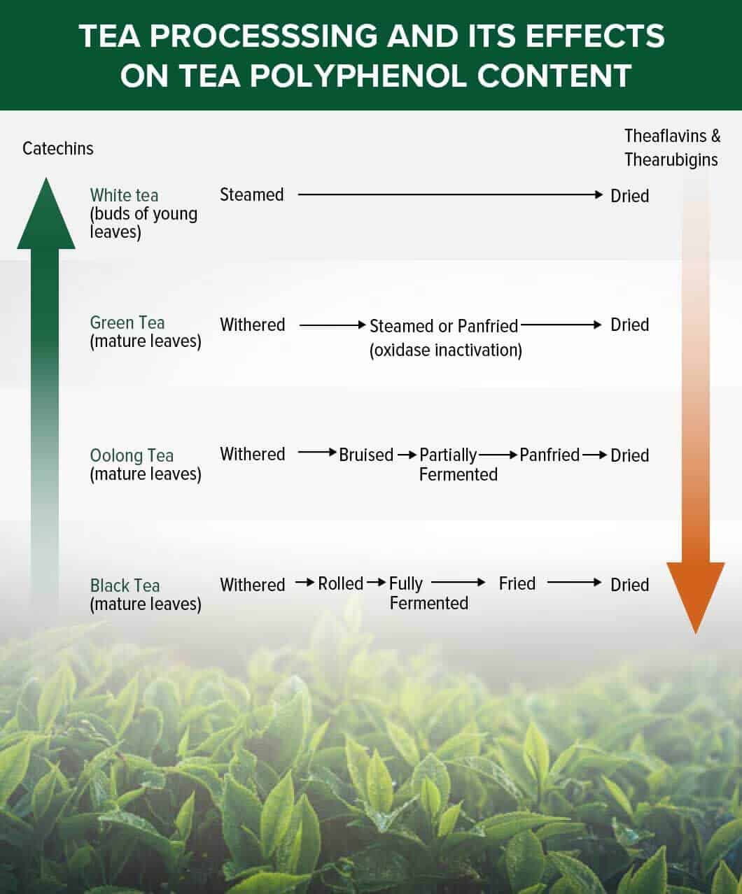 Oolong Tea Benefits, Interactions and Uses (UPDATE Jul 2018) 14