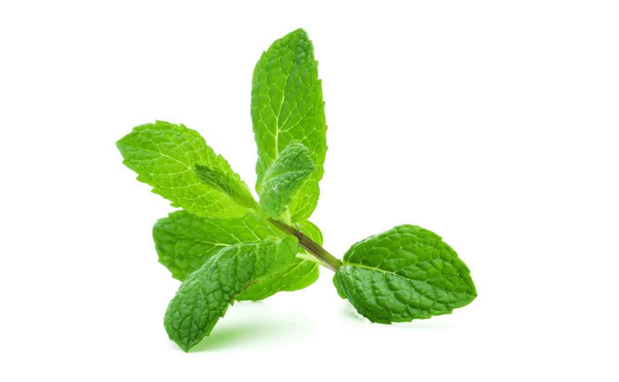 Atrantil ingredients peppermint