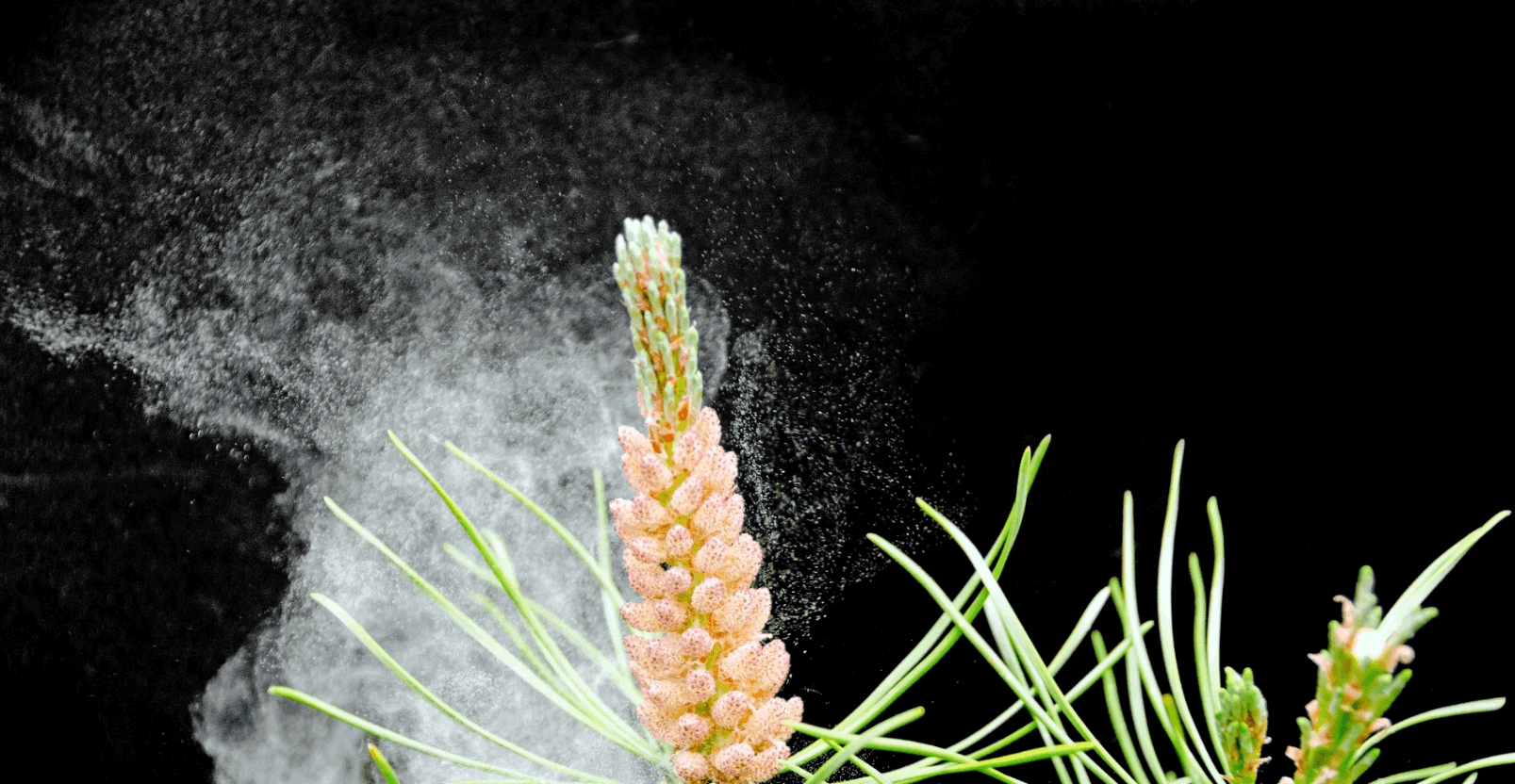 Pine Pollen Superfood to Boost Testosterone and Vitality? (UPDATE
