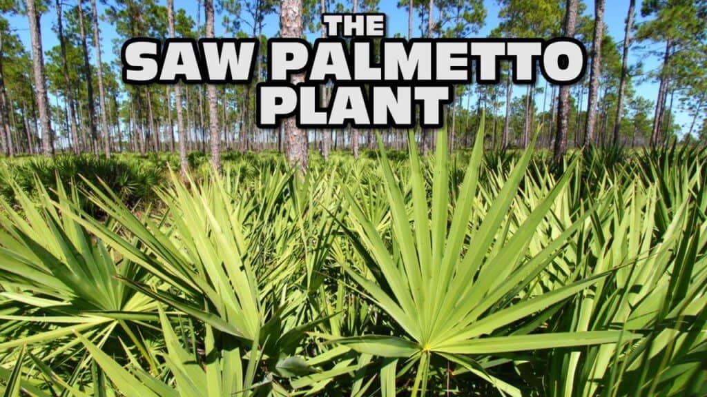 Saw Palmetto A Beginner’s Guide (UPDATE Jun 2018) 10