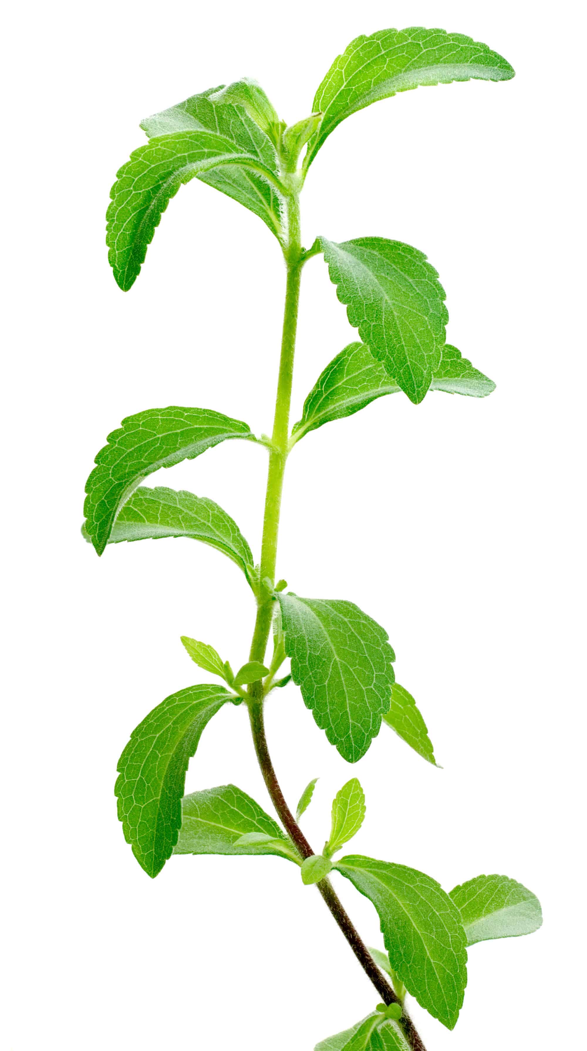 Stevia A Beginner’s Guide (UPDATE 2018) 20 Things You Need to Know