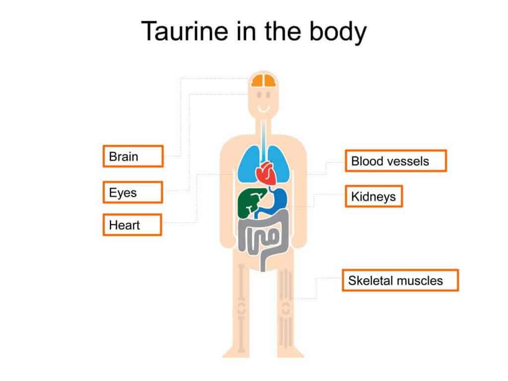 Taurine Benefits