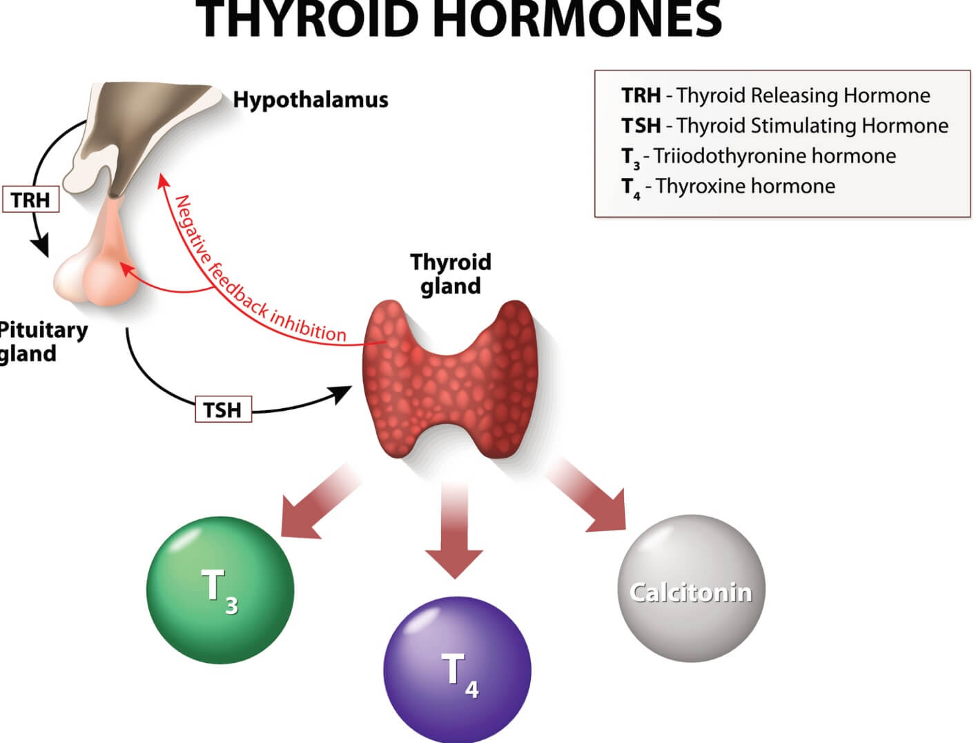 Thyroid And Weight Loss Can Thyroid Problems Promote Weight Loss thyroid-and-weight-loss-can-thyroid-problems-promote-weight-loss