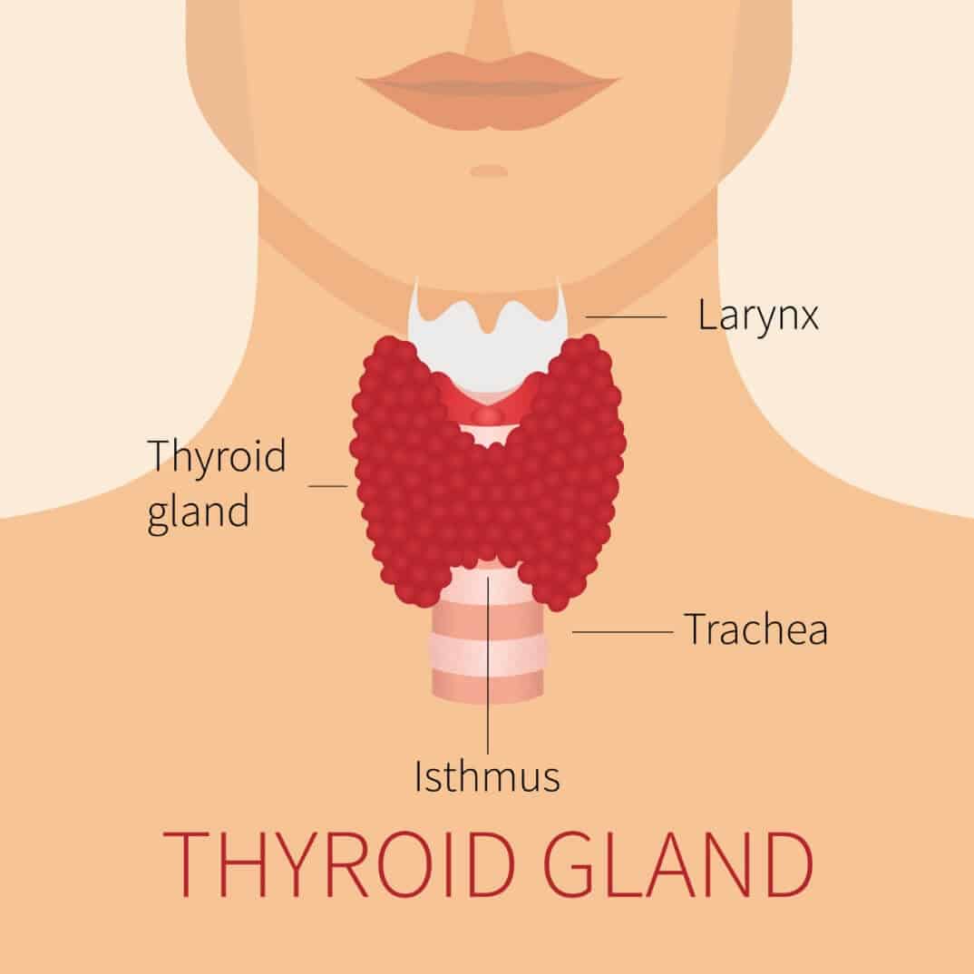 Thyroid And Weight Loss Can Thyroid Problems Promote Weight Loss 