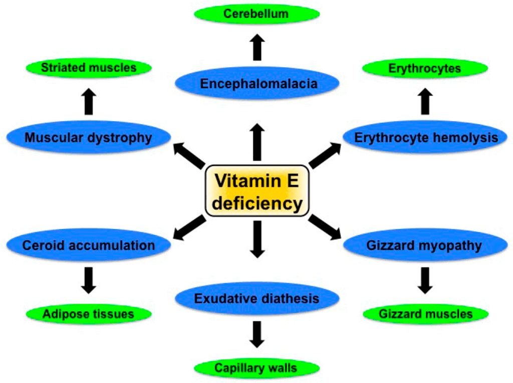 Vitamin E Deficiency