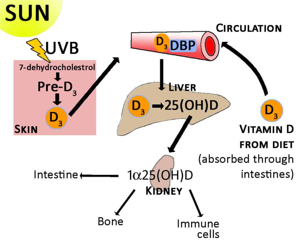 Things You Need To Know About Vitamin D Supplements Things You Need To Know About Vitamin D Supplements