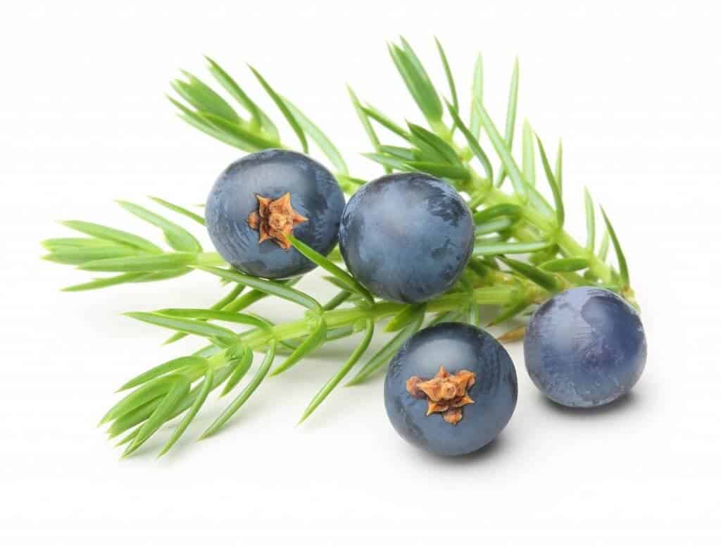Juniper Berry Benefits, Uses, Dosage and Side Effects (UPDATE Jun 2018) 10 Things You Need