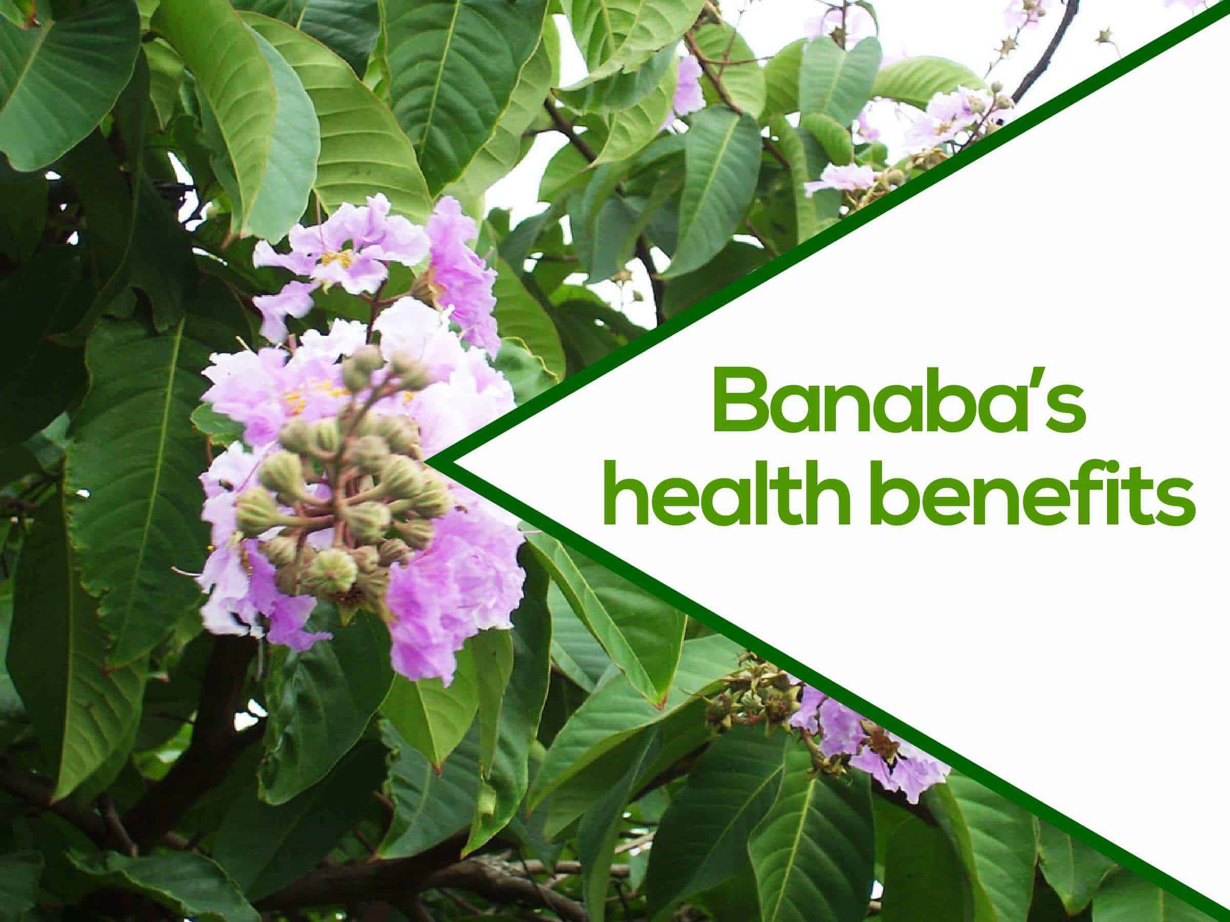 Banaba Leaf Benefits, Side Effects and Warnings (UPDATE 2018) 19