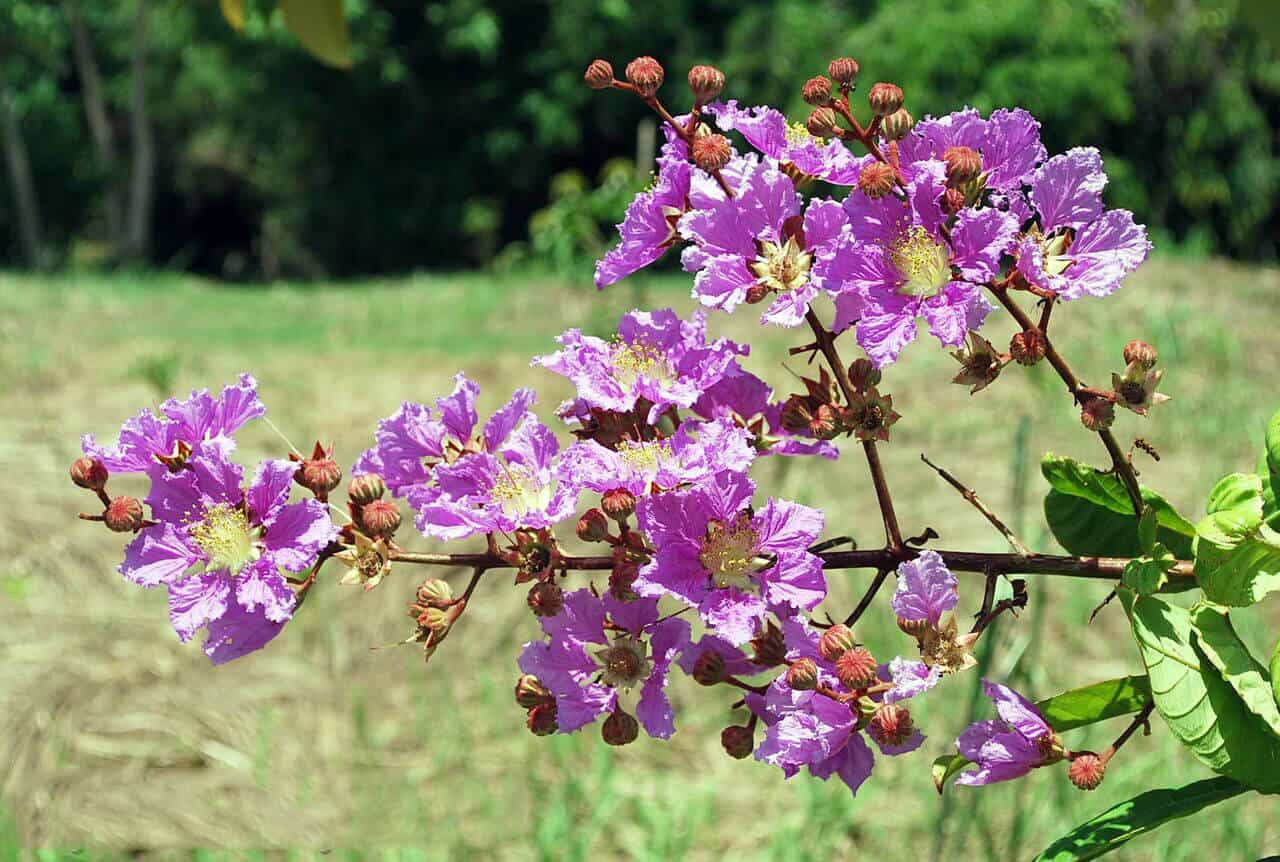 Banaba Leaf Benefits, Side Effects and Warnings (UPDATE