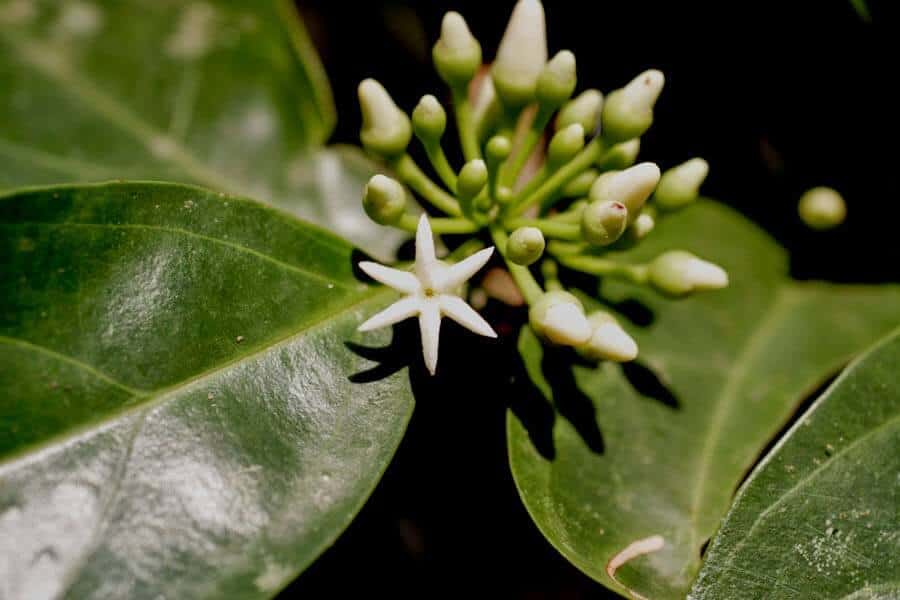Muira Puama – Benefits of “Potency Wood” (UPDATE: May 2018) | 19 Things ...