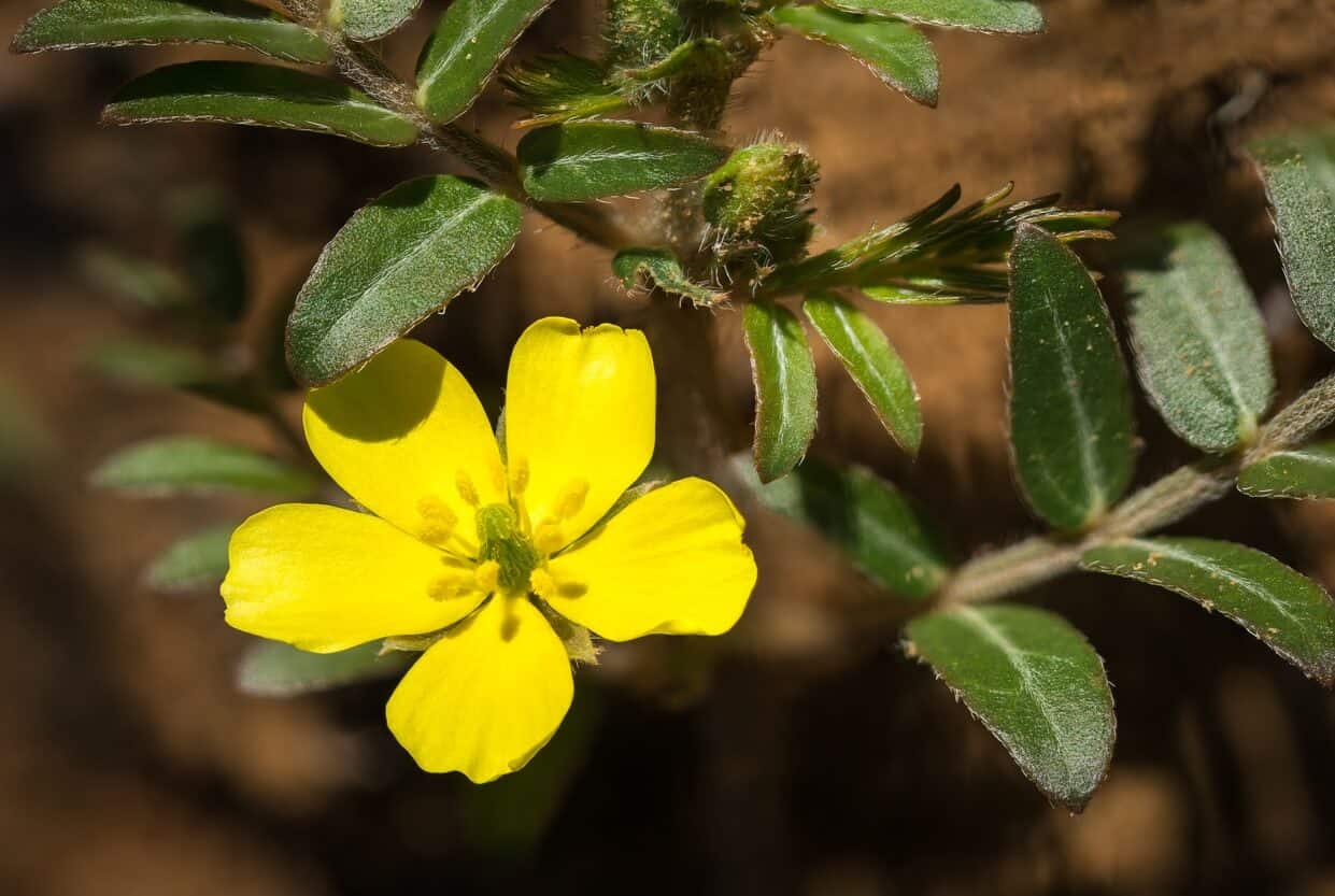 What is Tribulus Terrestris