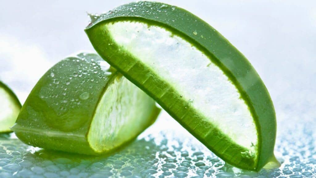 Aloe vera promoting wellness