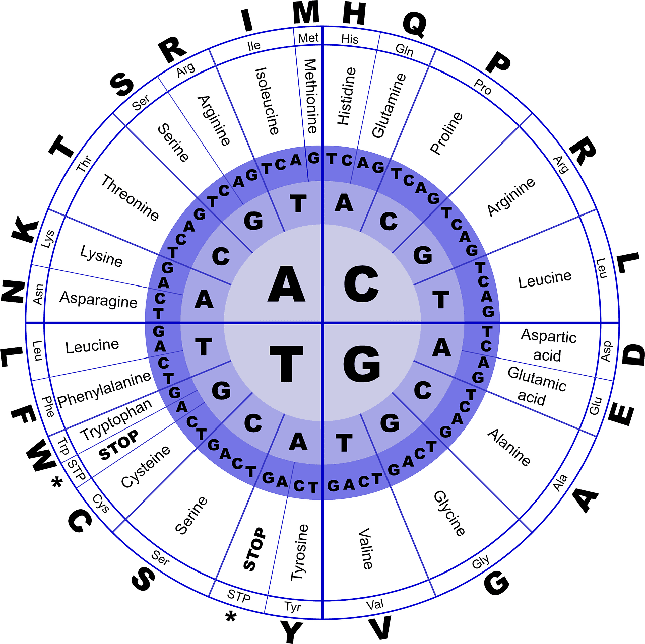 Animal Stak Pill Chart