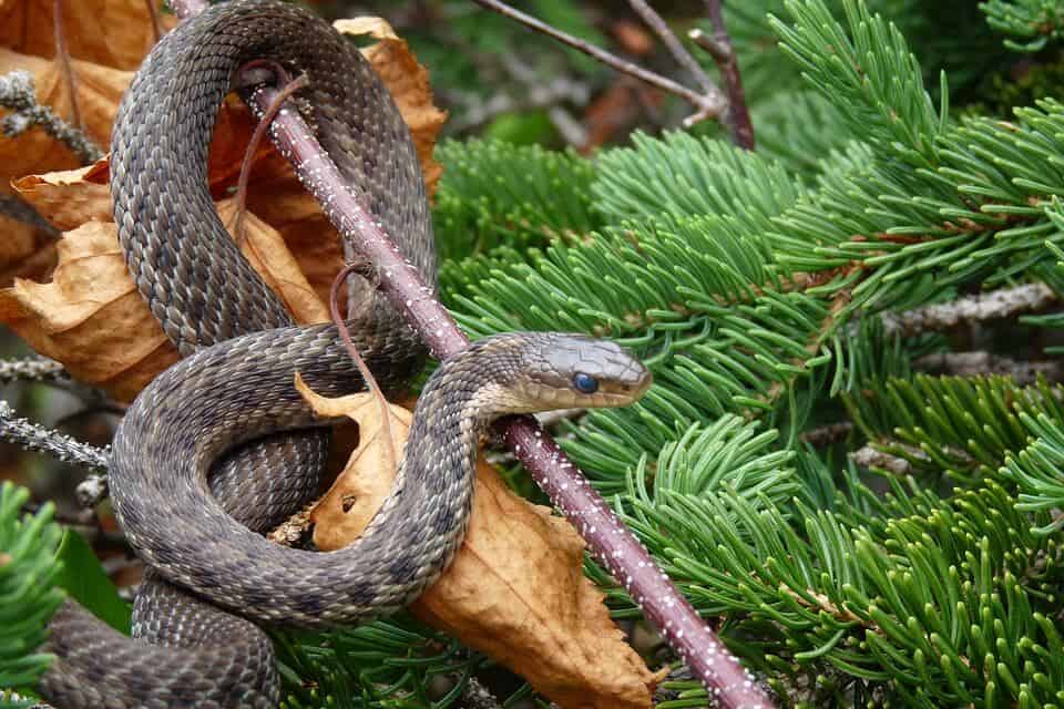 watch out for snakes birdwatching