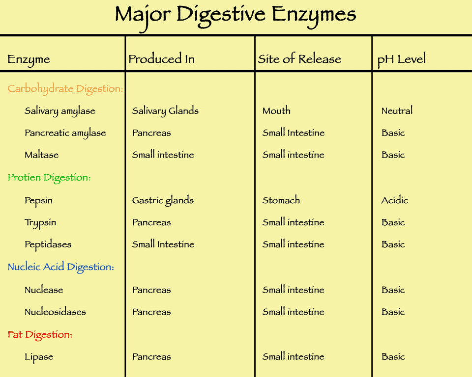 Lipase Level Chart