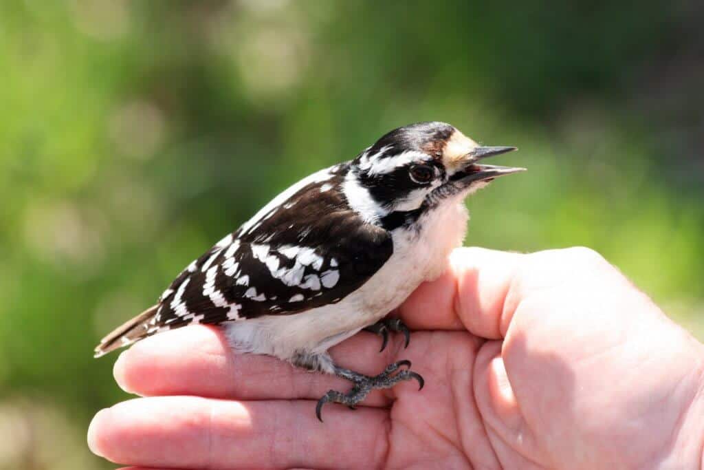 downy woodpecker