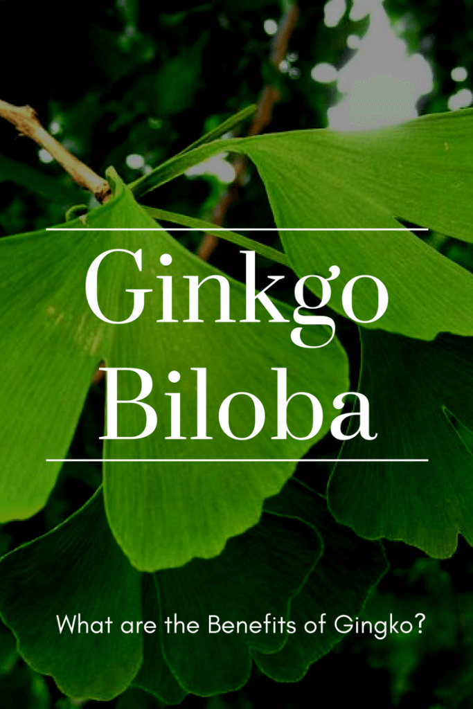 ginkgo-biloba