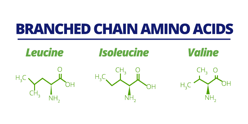 Essential Amino Acids For Muscle Building Essential Amino Acids For Muscle Building