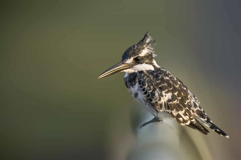 special bird markings