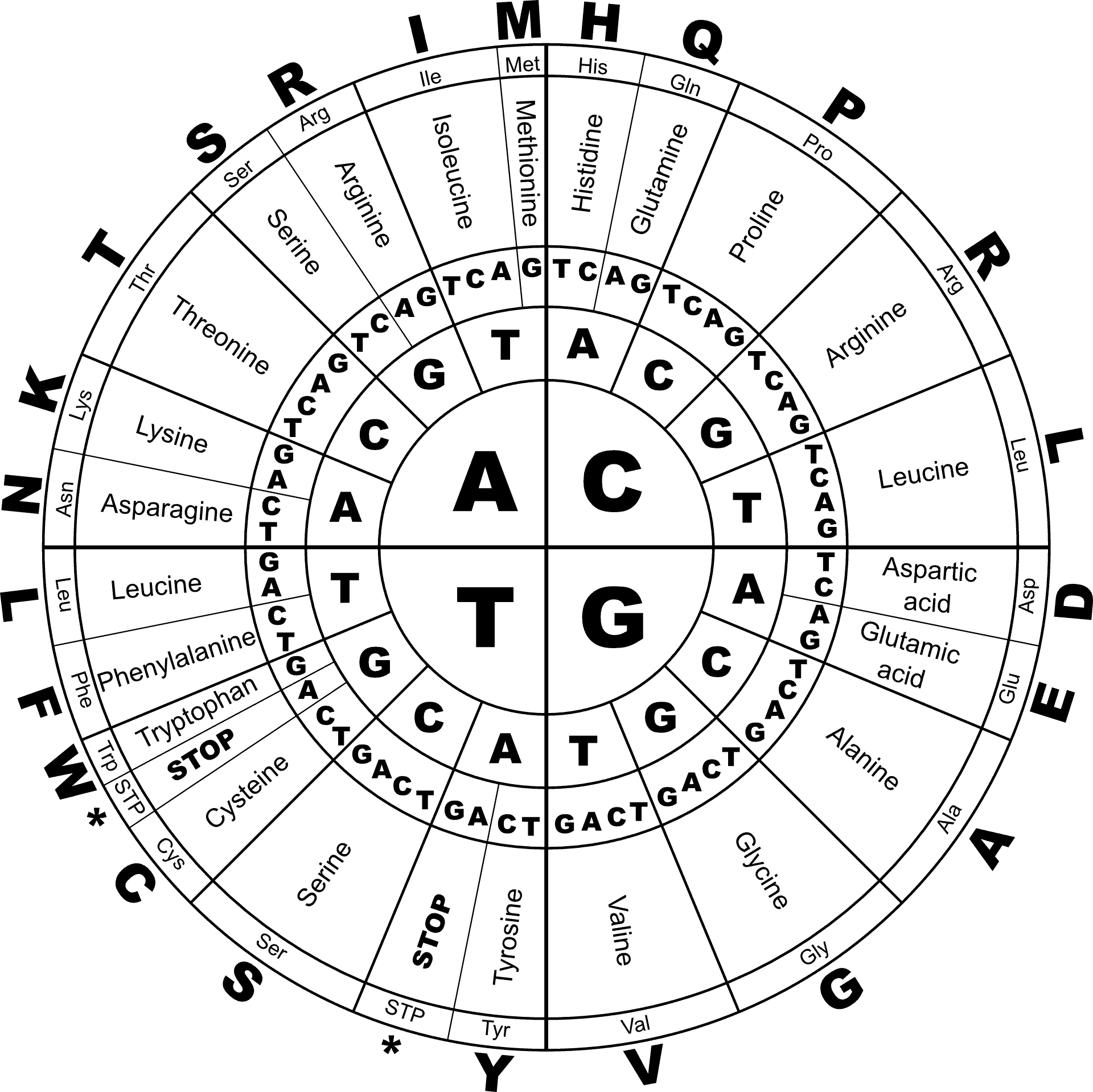 Dynamic Diet Review (UPDATE Feb 2018) 8 Things You Need to Know