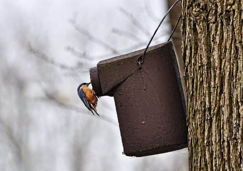 watching bird at feeder