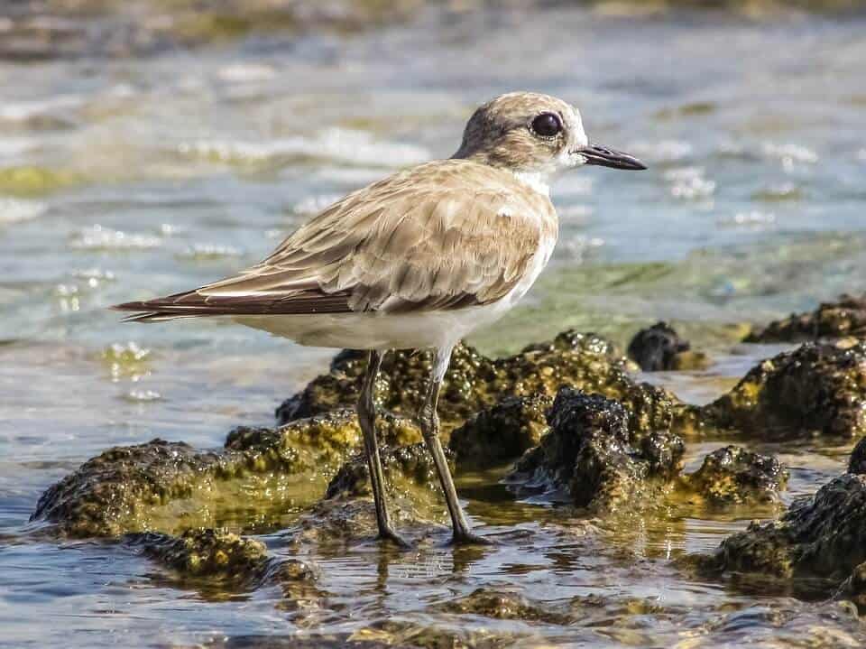 birdwatching near water