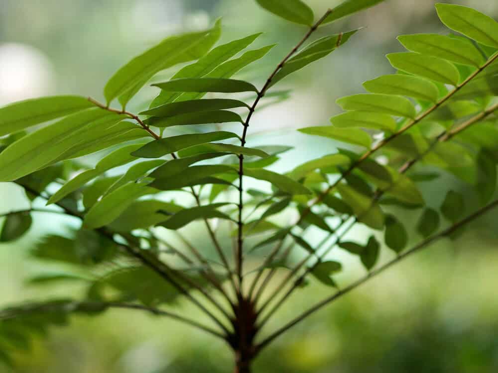 Up close picture of plant tongkat ali