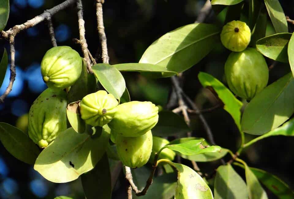 Garcinia Cambogia XT Review (UPDATE: 2019) | 13 Things You Need to Know