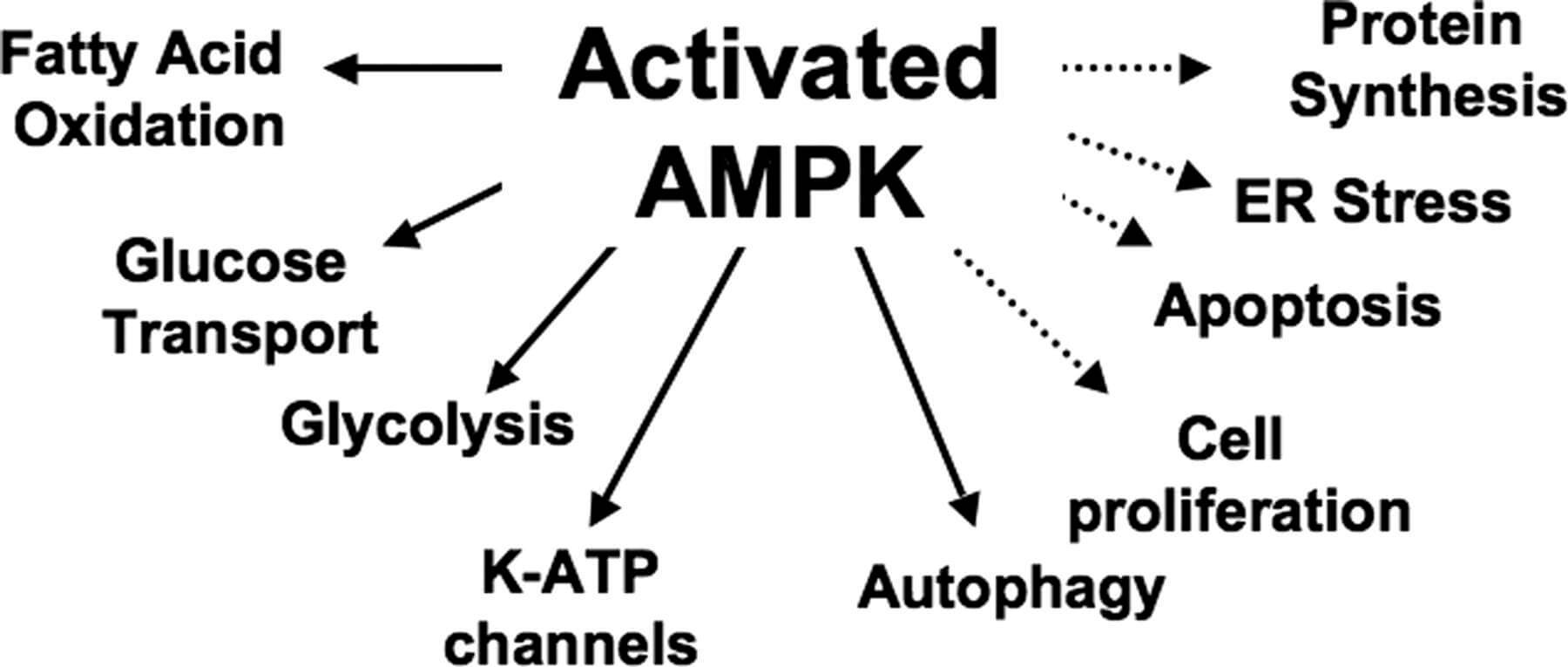 ampk metabolic activator ampk metabolic activator