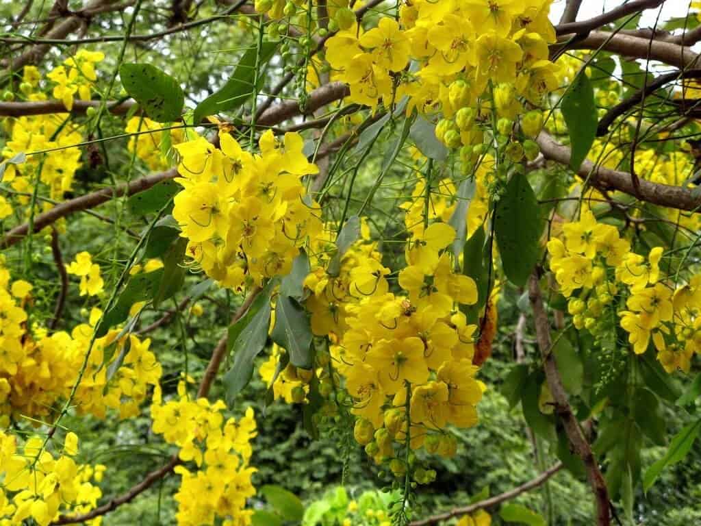 Cassia Nomame | A Beginner’s Guide (UPDATE: Jul 2018) | 10 Cassia Nomame | A Beginner’s Guide (UPDATE: Jul 2018) | 10