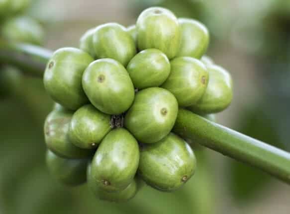 What is green coffee bean extract?