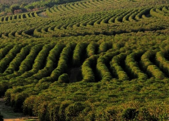 Where to find green coffee bean extract?