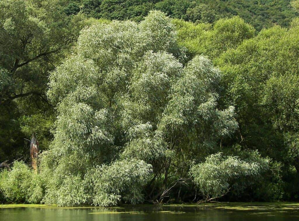 White Willow Bark A Beginner’s Guide (UPDATE Jul 2018) 17 Things You Need to Know